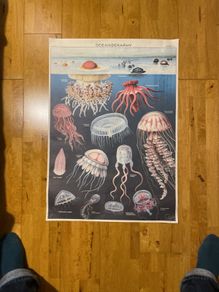 poster: oceanography of jellyfish