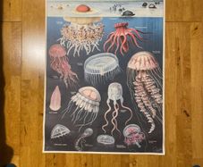 poster: oceanography of jellyfish
