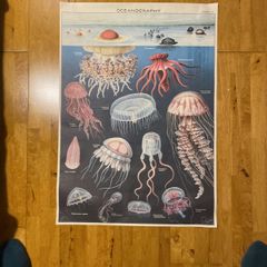 poster: oceanography of jellyfish
