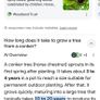 Horse chestnut tree seedlings Image 5