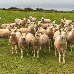 Organic Ewe Hoggets