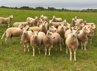 Organic Ewe Hoggets