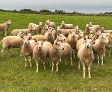 Organic Ewe Hoggets