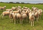 Organic Ewe Hoggets