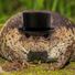 EnragedToad