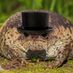 EnragedToad