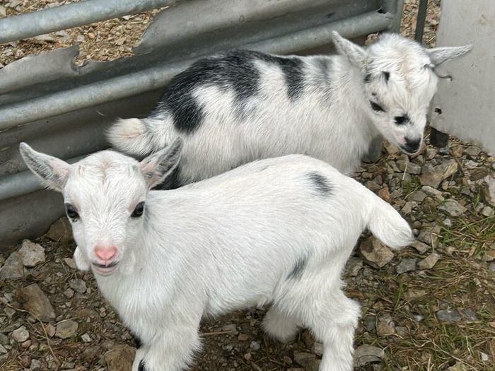 Pet Poly Pygmy Goats