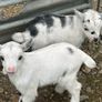 Pet Poly Pygmy Goats Image 8