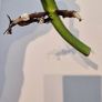 No.2 Monstera Lechleriana Variegated Image 8