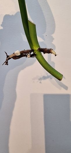 No.2 Monstera Lechleriana Variegated