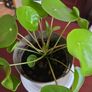 plants Image 4