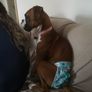 Reusable dog nappies Image 2