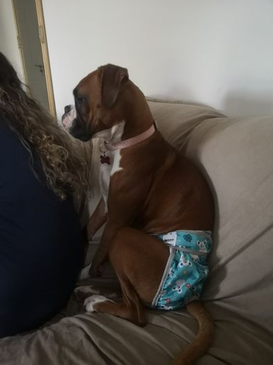 Reusable dog nappies