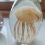 3 Retro Hand Blown Glass Maritime Paperweights Image 7