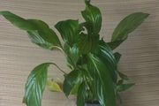 plants