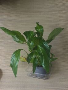 plants
