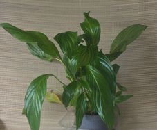 plants