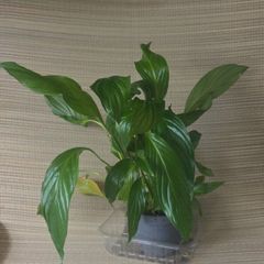 plants