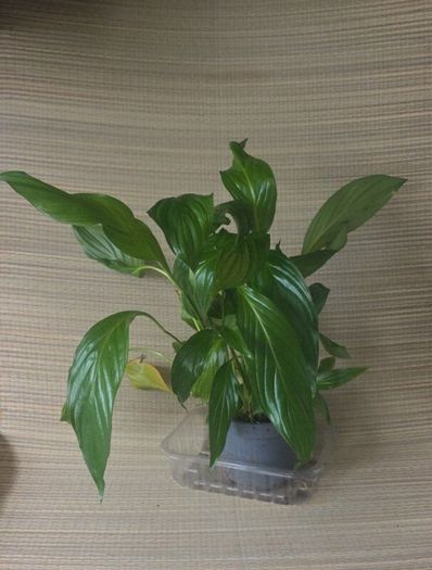 plants