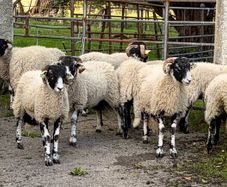 Swaledale Rams all SIS for Sale