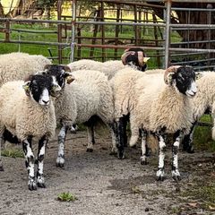Swaledale Rams all SIS for Sale