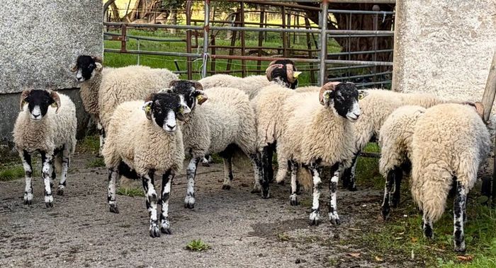 Swaledale Rams all SIS for Sale