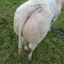 Weaning Bulls & Heifers Mohill Mart Oct 7th & 14th Image 10
