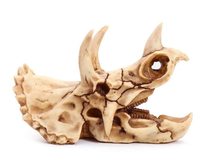 Skull Ornament Triceratops