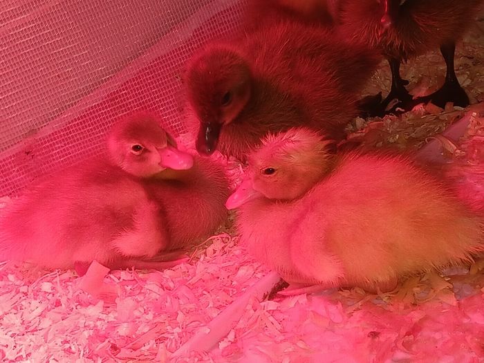Ducklings