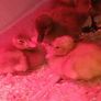 Ducklings Image 2