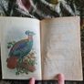 Scarce Lloyd's Natural History - 1896/7, 2 Vol. Set. Free Postage. Image 4
