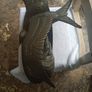 Irenee Rochard bronze tern Image 5