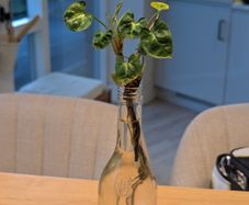 Arrowhead plant