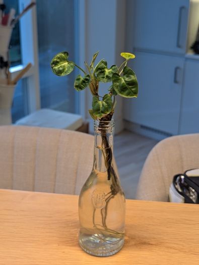 Arrowhead plant