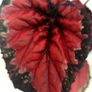 Begonia Image 2