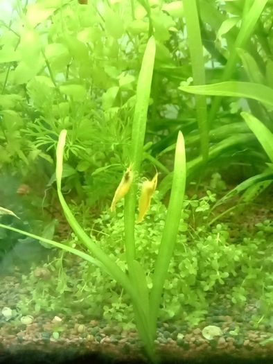 Aquarium plants