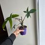 Philodendron Squamiferum (Fuzzy Petiole) Image 2