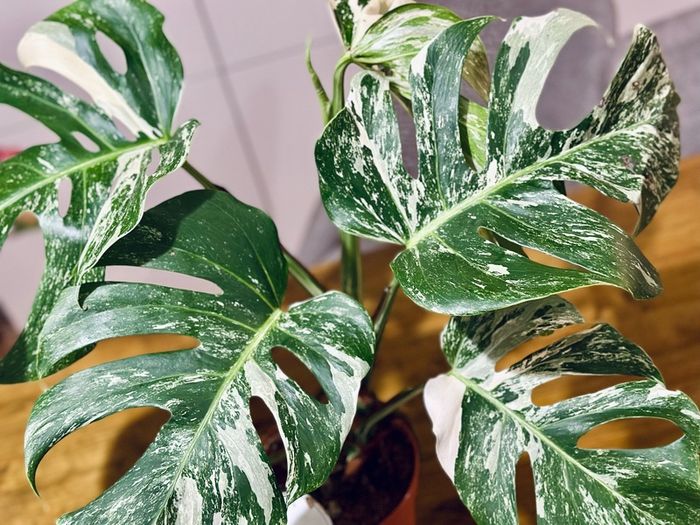 Monstera Deliciosa Variegata in 15cm pot and 50cm in height #1