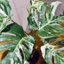 Monstera Deliciosa Variegata in 15cm pot and 50cm in height #1 Image 4