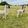 Alpaca Image 5