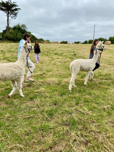 Alpaca
