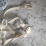 stokke tripp trapp Image 5