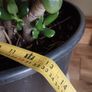 Money tree plant Image 5