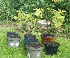 Organic Blackcurrant Bushes.