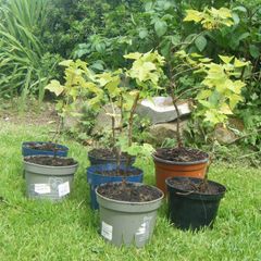 Organic Blackcurrant Bushes.