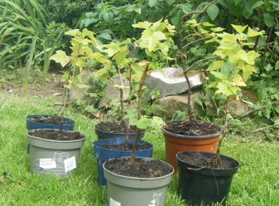 Organic Blackcurrant Bushes.