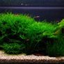 Taxiphyllum barbieri 'Bogor Moss' Image 4