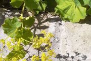 Lady's mantles/Alchemilla  Plant