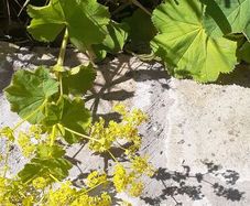 Lady's mantles/Alchemilla  Plant