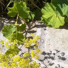 Lady's mantles/Alchemilla  Plant